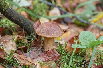 porcini mushroom in the forest among grass and dry fallen leaves