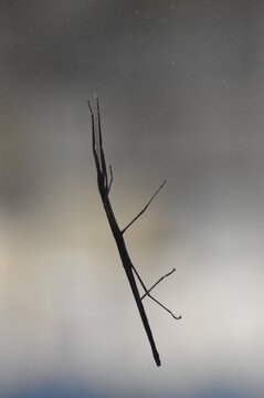 A stick bug attached to a glass