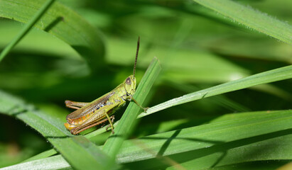 A small green cricket sits hidden between stalks in the green grass
