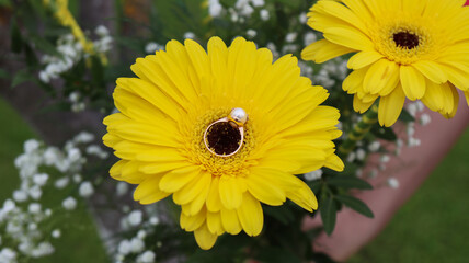 Obraz premium yellow daisy flower
