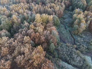 pine forest in autumn