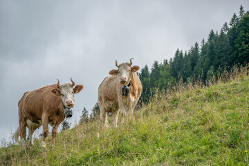 Beautiful swiss cows. Alpine meadows. farm.