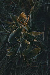 frozen grass