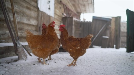 brown chicken on the farm in winter. Brown hens on the farm in winter.
