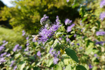 Bartblume ( Hybride Caryopteris ×clandonensis)