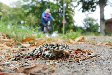 tote Wechselkröte (Bufotes viridis) voller Fliegeneier am Straße