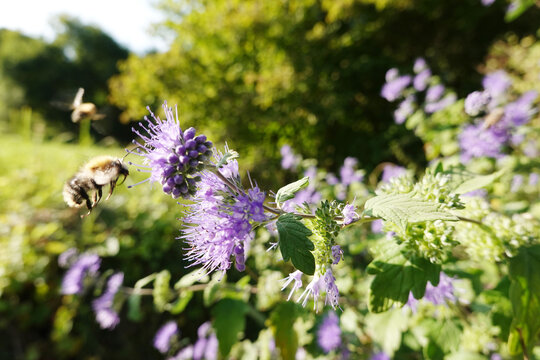 Bartblume ( Hybride Caryopteris &times;clandonensis)