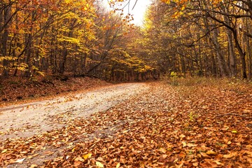 Fall leaves covering rural road