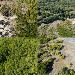 Mangroves And Vegetation In Tidal Creek