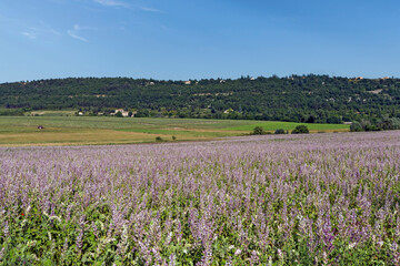 Fototapeta na wymiar Feld mit Muskatellersalbei (Salvia sclarea), Provence