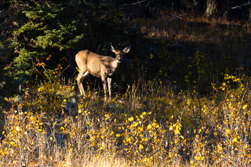 Obraz na płótnie Canvas Mule Deer in the Rocky Mountian Autumn
