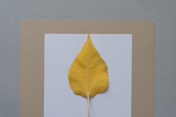 autumn leaf on a paper background