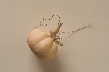 mini pumpkin (gourd) photographed from above in ambient light