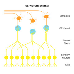 Olfactory system anatomy