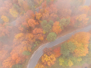 TOP DOWN: Flying along an empty scenic forest road on a foggy autumn morning.