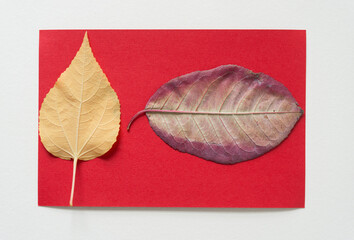 autumn leaves on a red and white background
