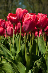 Purple tulips in the garden