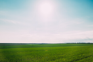 Green grass field on small hills and blue sky with clouds. Spring time