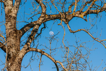 The Moon among brown bare branches of old birch against clear blue sky