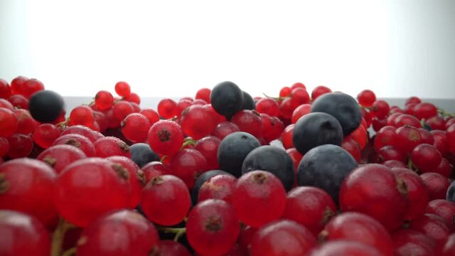 Wild berries, red currants Redcurrant lie , and black lingonberries fall in slow motion. Fresh fruits for dessert. 