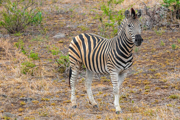 Fototapeta na wymiar Beautiful striped zebra in Kruger National Park safari South Africa.