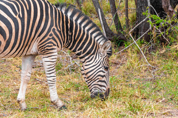 Fototapeta na wymiar Striped zebra eats grass Kruger National Park safari South Africa.