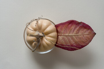 miniature pumpkins (actually, gourds) viewed from above