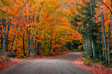 Naklejka na ściany i meble Tunnel of autumn trees by scenic back road 510 in Michigan upper Peninsula.