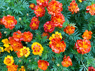 Background of beautiful flowers of Marigolds erect (Tagetes erecta). Red flowers of Tagetes erecta