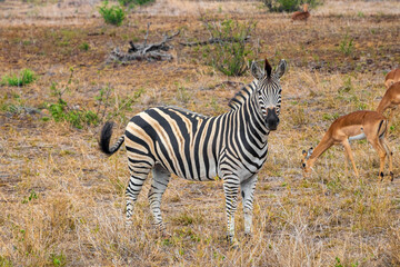 Beautiful striped zebra in Kruger National Park safari South Africa.