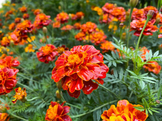 Background of beautiful flowers of Marigolds erect (Tagetes erecta). Red flowers of Tagetes erecta