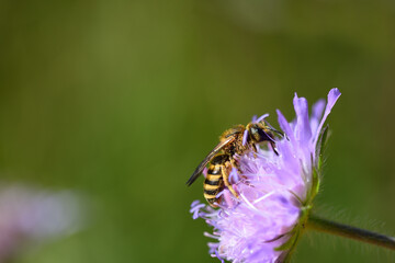 Close-up of a small wild bee looking for pollen on a purple meadow flower and being covered with it, in front of a green background in nature