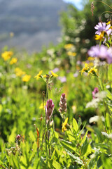 Obraz premium Mountain wildflowers