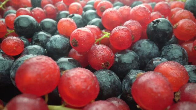Wild berries, red currants and black lingonberries are poured with water splashes, in slow motion. Fresh fruits for dessert.