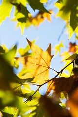 Fall maple leaf