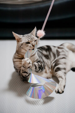 American Shorthair Cute Cat Is Playing With Shiny Paper Lying On The Floor