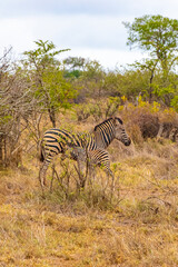 Fototapeta na wymiar Mother and baby zebra Kruger National Park safari South Africa.