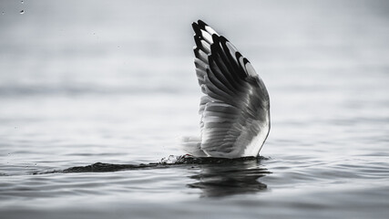 Seagull swimming in a lake at sunset