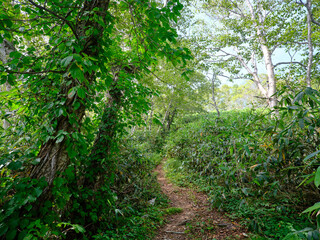 礼文岳の登山道