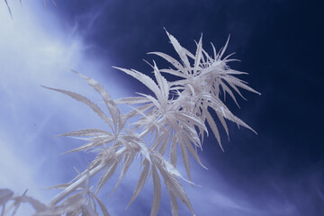 infrared photography - ir photo of a marijuana leafe on a cannabis farm - hemp field