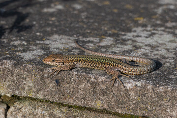 lizard on stone seen close up outdoors podarcis hispanicus