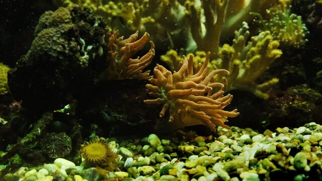 Sea anemones moving underwater. Aquatic animals. Underwater life.