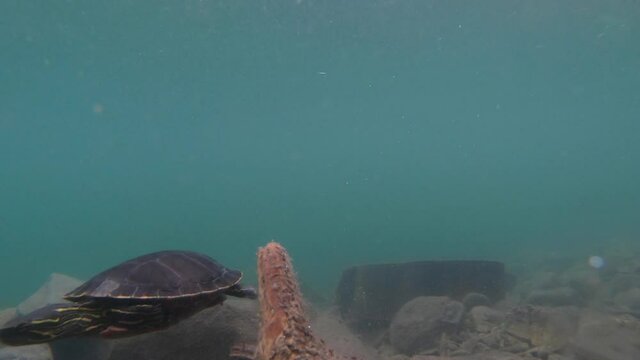 Small turtles swimming underwater. Cute turtles playing in turquoise water in a lake.