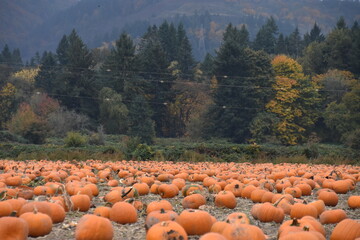 Pumpkin Patch