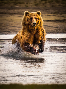 Coastal Brown Bears (Ursus arctos horribilis) chasing salmon in Hallo Creek, Katmai National Park and Preserve, Alaska