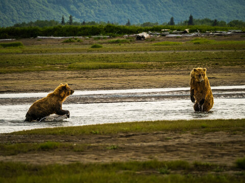 Face off! Mother brown confronts younger bear, Coastal Brown Bears (Ursus arctos horribilis) chasing salmon in Hallo Creek, Katmai National Park and Preserve, Alaska