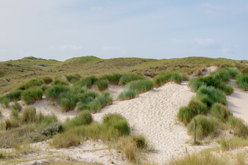 Summer landscape, Overview from the dunes or dyke at Dutch north sea coastline with european marram grass (beach grass) along the dyke under blue clear sky, Noord Holland, Netherlands.
