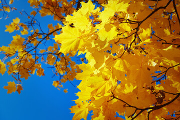 Yellow fall maple foliage against blue clear sky. Branch of the maple tree with yellow leaves. Golden and beautiful fall. Autumn season.