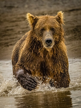 Coastal Brown Bear (Ursus arctos horribilis) fishing for salmon in tidal pool, mudflats at low tide in Hallo Bay, Katmai National Park and Preserve, Alaska