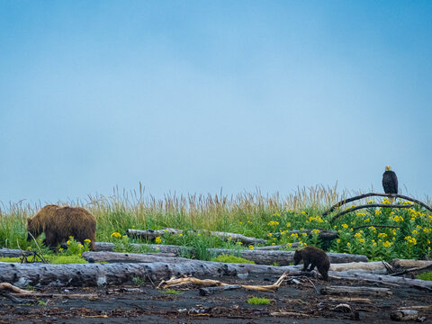 Mother and Cub passing Bald Eagle (Haliaeetus leucocephalus) perched above beach wildflowers in Hallo Bay, Katmai National Park, Alaska
